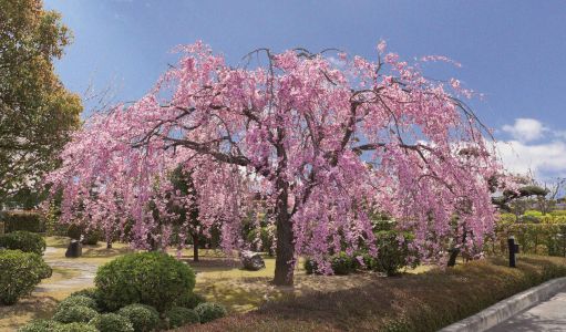 ご参拝の皆様をお迎えする満開の花々